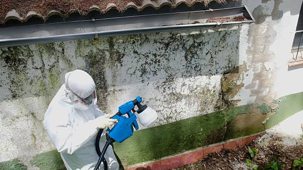 Trusted Mold Inspection service in Scottsdale, AZ - Cheap Mold Removal